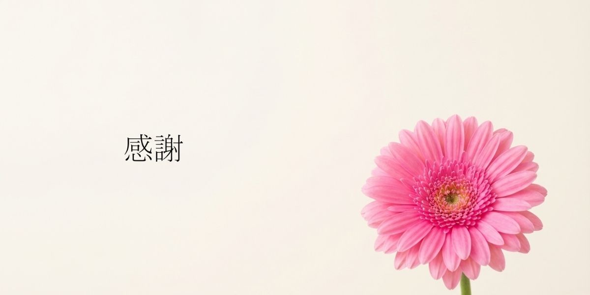 ピンクのガーベラ、感謝を表す。