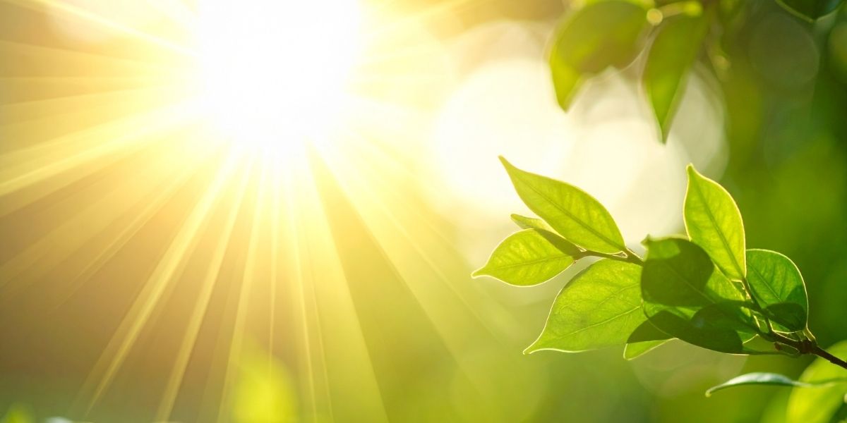 まぶしい光が照らす、森の樹々のアップ。