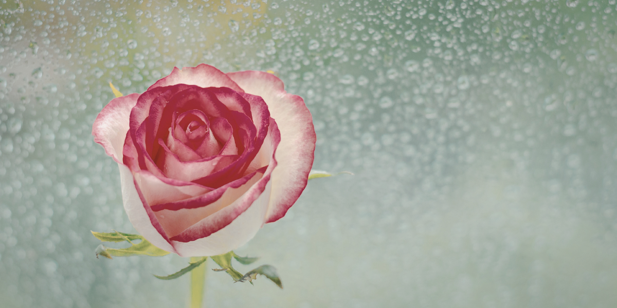 一輪の白と濃いピンクの混じった薔薇。