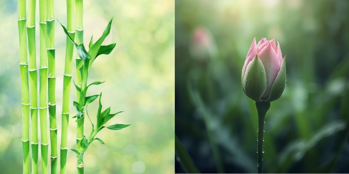 「笑」の漢字の成り立ちの説明。竹と今にも咲きそうな花のアップ。