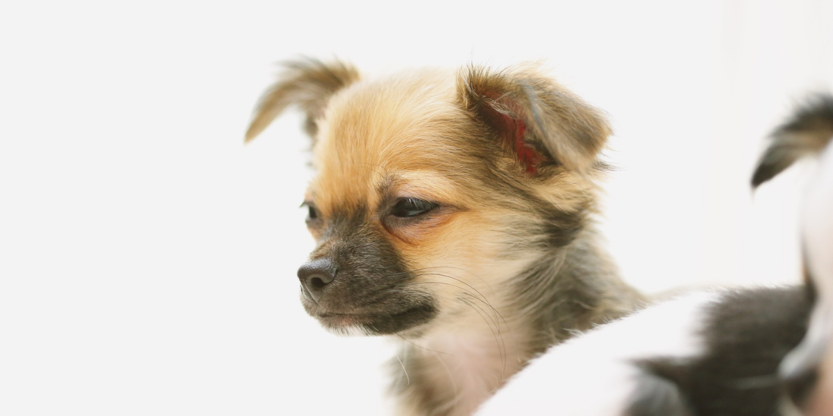 子犬が眠そうにボーっとしている様子