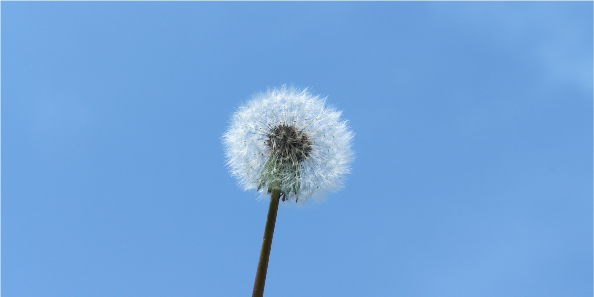 今にも飛んでいきそうなたんぽぽの綿毛。背景は真っ青な青空。