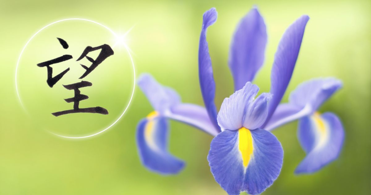 筆文字「望」。背景には、青紫のアイリスの花。