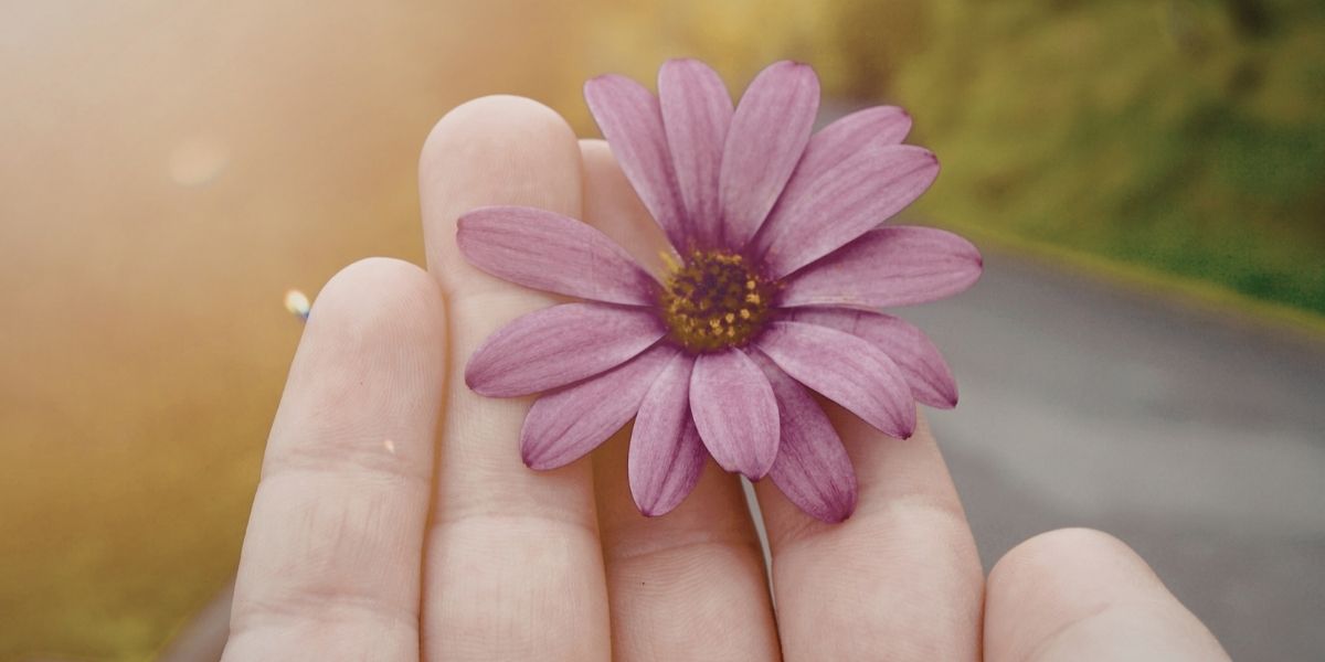 一輪の紫色のかわいい花をそっと手に持つ。