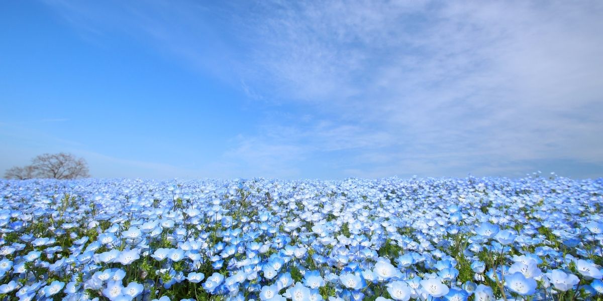 一面の青く可憐なネモフィラ畑と青空