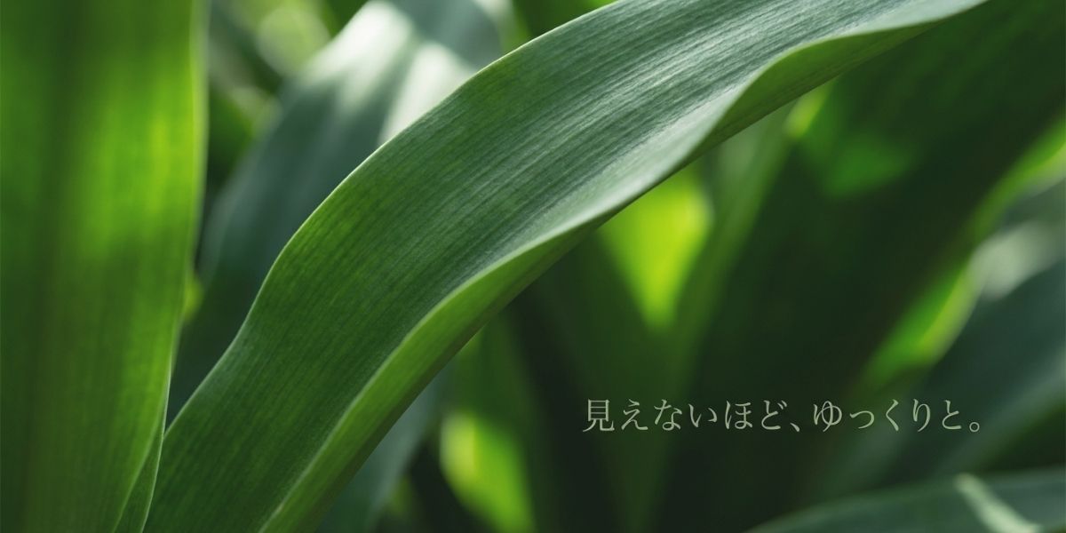 緑の立派な葉を持つ直物「おもと」のアップ。