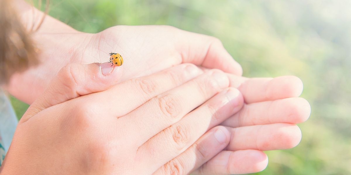 両手を優しく合わせる。指にテントウムシ。