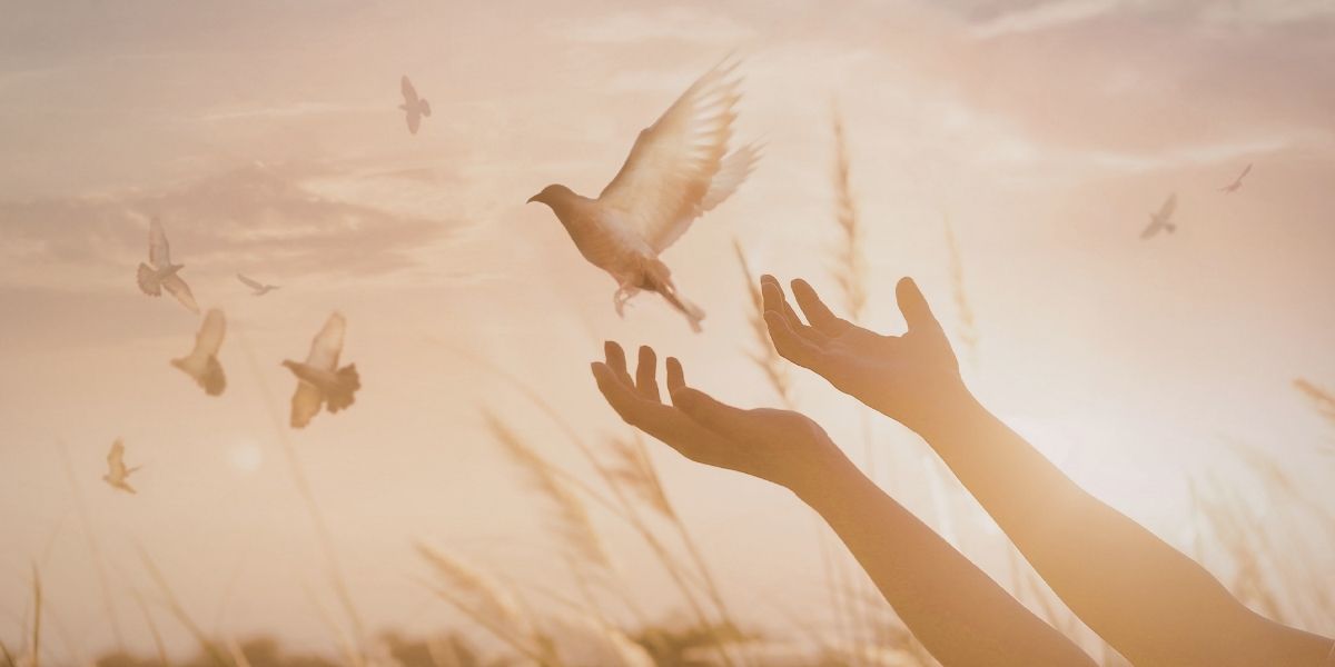 両手で鳥を放す瞬間。自由な空へ飛び立とうとする鳥。