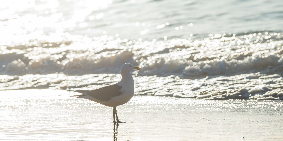 海岸の砂浜、波打ち際に一羽の海鳥がたたずむ。