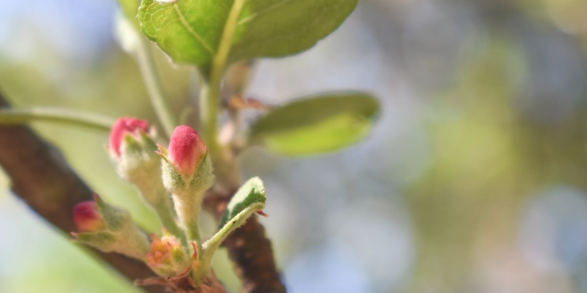 今にも咲き出しそうな、赤色に色づき始めた花のつぼみのアップ。